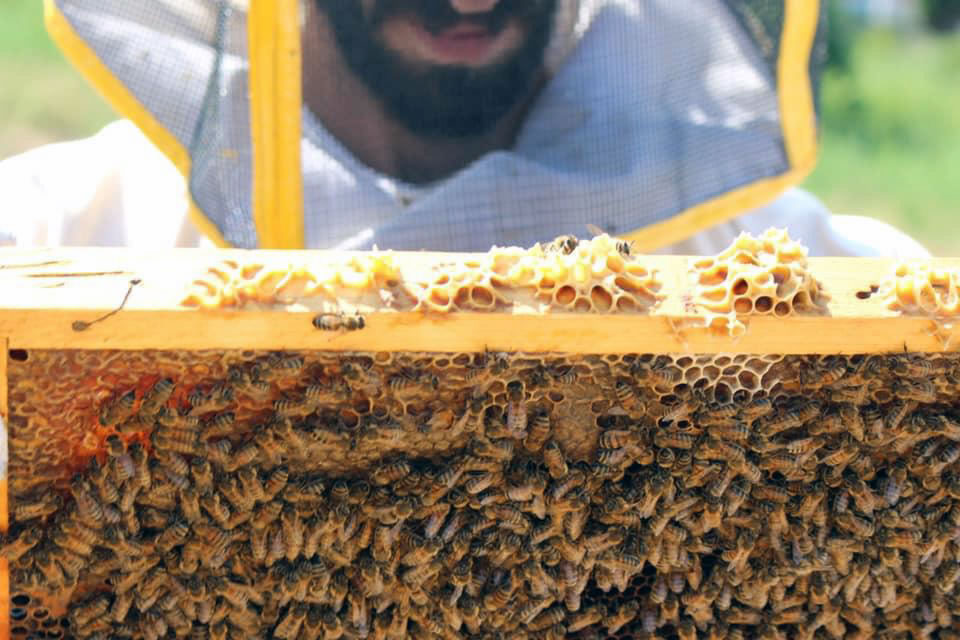 mondo delle api